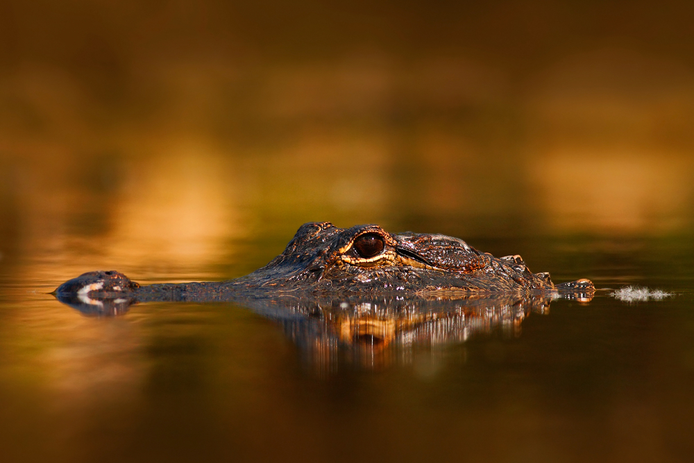 Exploring Wildlife in the Everglades: A Complete Guide to Florida’s Diverse Ecosystem